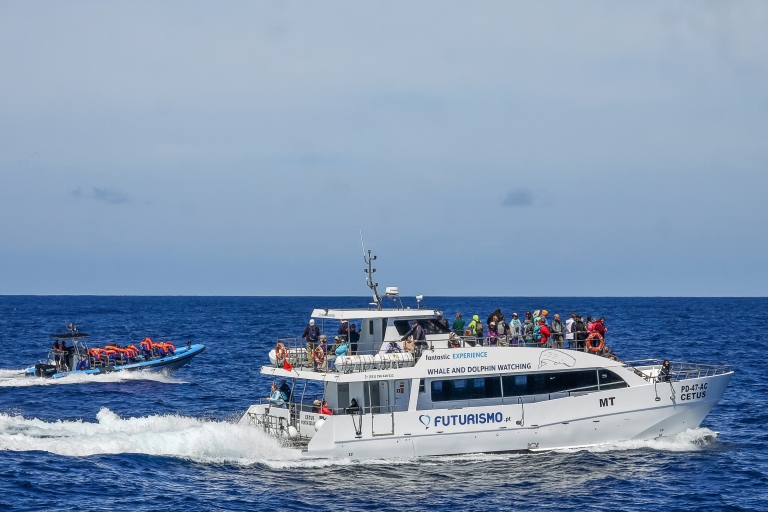 From Ponta Delgada: Whale and Dolphin Watching Trip Whale and Dolphin Watching Trip on Zodiac Boat