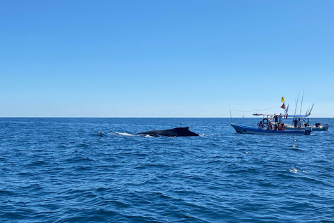 Puerto Escondido: Bootstour zu Delfinen und MeerestierenPrivate Tour