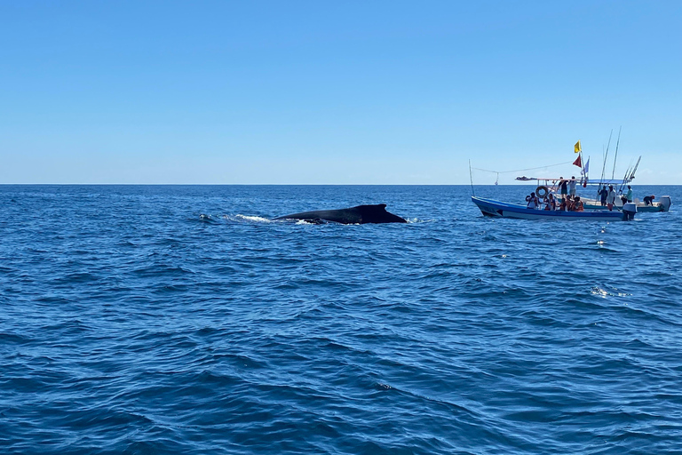 Puerto Escondido: Bootstour zu Delfinen und MeerestierenPrivate Tour