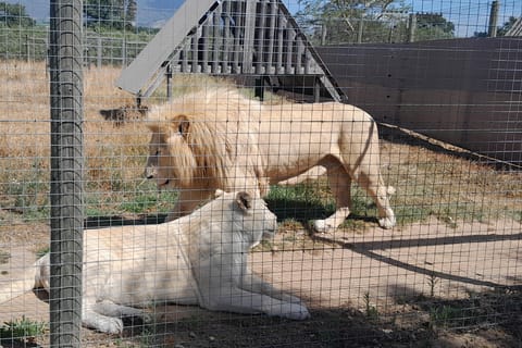 Cheetah and Giraffe Encounters, Lion's Park, and Wine Tasting