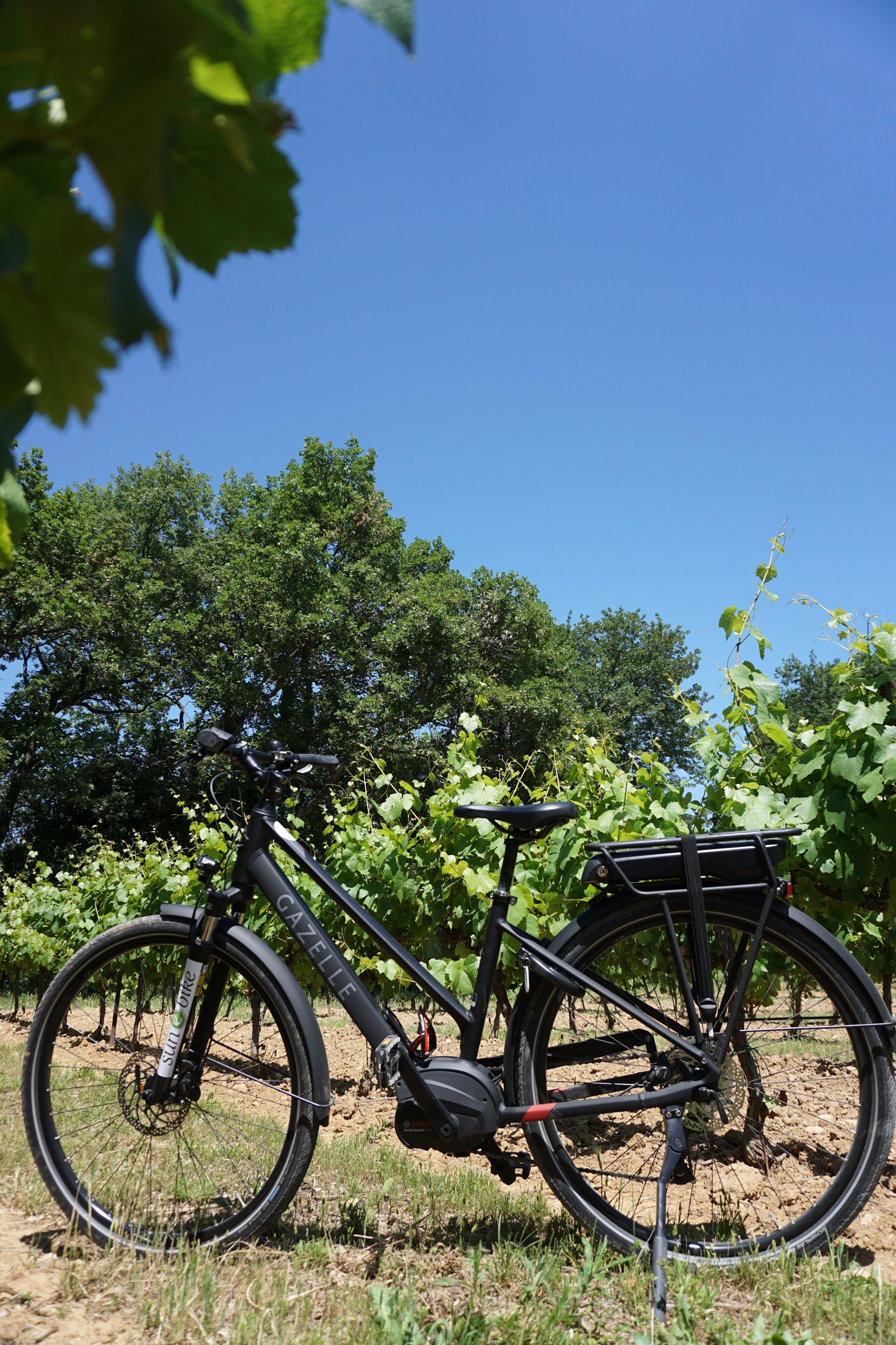 Weinberg der Alpilles mit dem Fahrrad