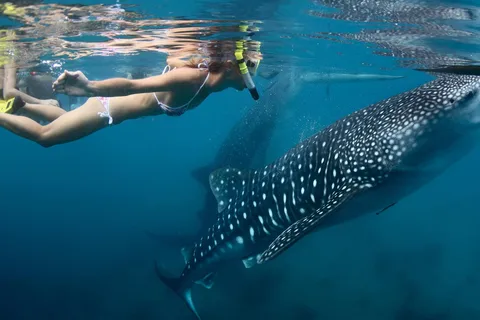 Nadar com tubarões-baleia a partir de Isla Mujeres e/ou Cancún