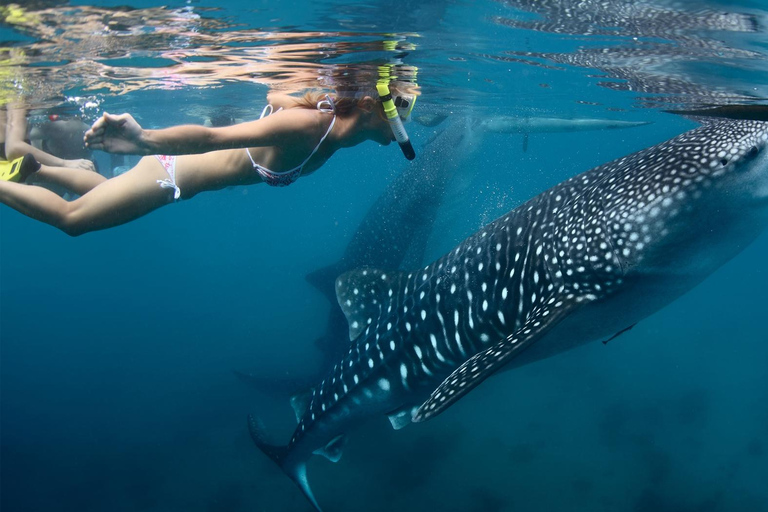 Nage avec les requins-baleines depuis Isla Mujeres et/ou Cancun