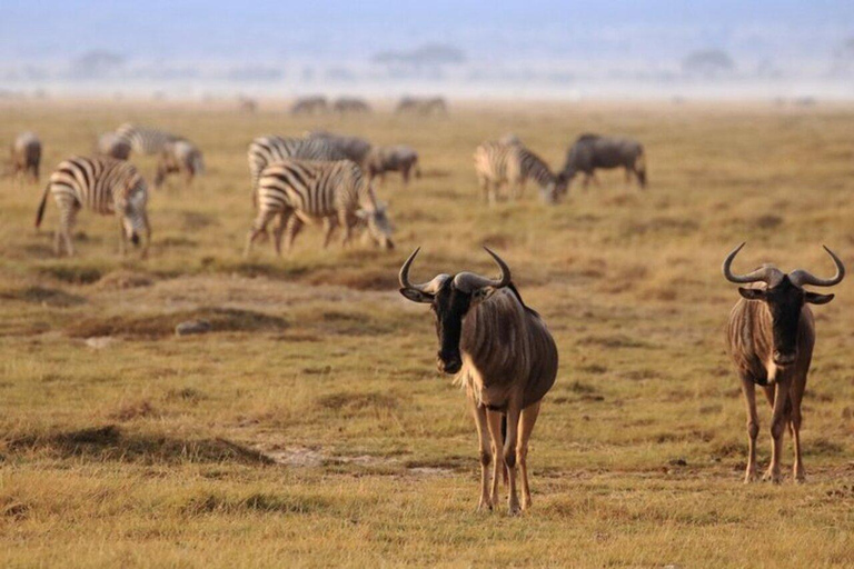 From Nairobi: Amboseli Elephant Safari & Kilimanjaro Views