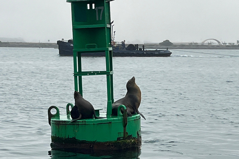 San Diego: Sjölejon båttur med kapten