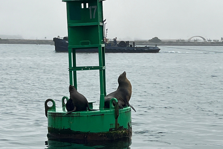 San Diego: Sjölejon båttur med kapten