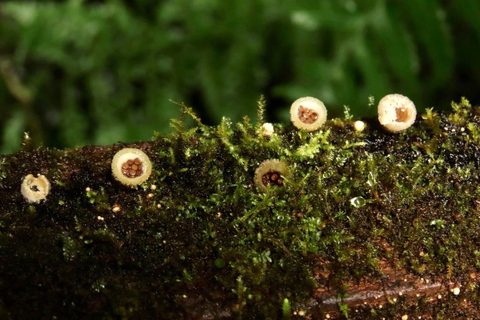 Doi Inthanon &amp; Kew Mae Pan: Natur, kultur och äventyr