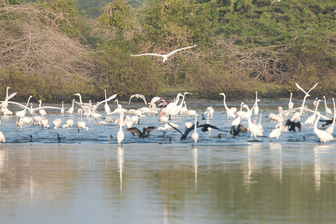 From Galle: Yala National Park Safari & Wetlands Tour