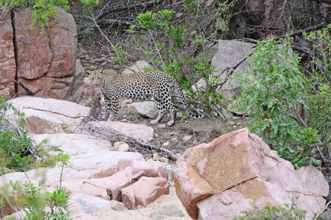 Udaipur: 2-Day Jawai Leopard Safari & Ranakpur Tour