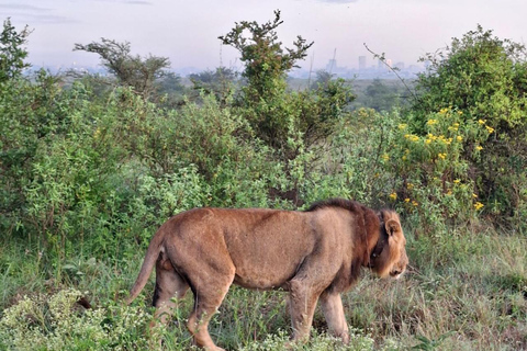 Nairobi National Park Game Drive Safari With Pick-Up