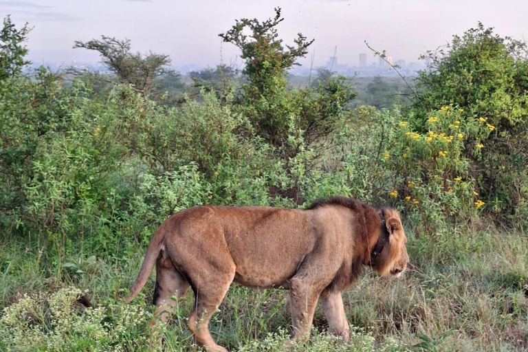 Nairobi National Park Game Drive Safari With Pick-Up