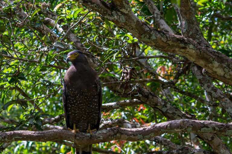 Bentota/Colombo: Water rafting in Kitulgala with Jungle trek Pick up from Colombo/Negombo