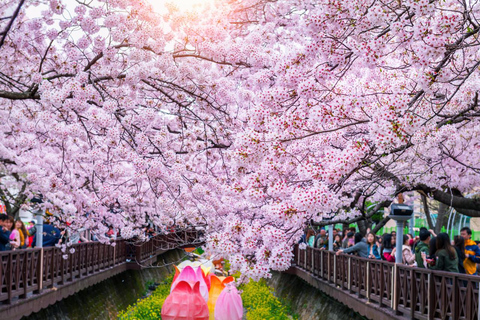 Seoul: Jinhae or Chasing Cherry Blossom &amp; Spring Flower TourChasing Cherry Blossom Tour, Meet at Hongik University St