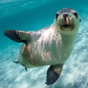 Jurien Bay: Sea Lion Swim & Boat Tour