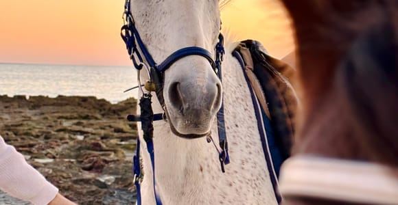 Horse Riding on Sidi Jemour Beach – Coastal Adventure
