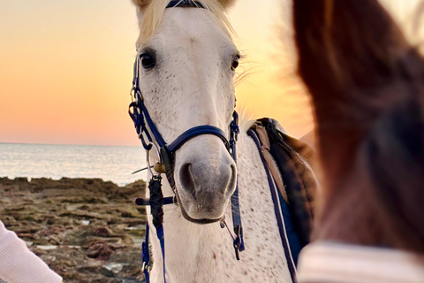 Horse Riding on Sidi Jemour Beach – Coastal Adventure SUNSET Horse Riding on Sidi Jemour Beach – Coastal Adventure