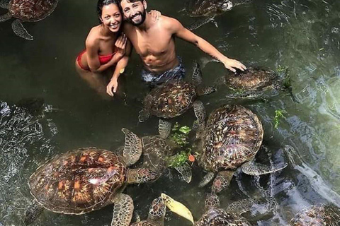 Swimming with Turtles at the Natural Aquarium