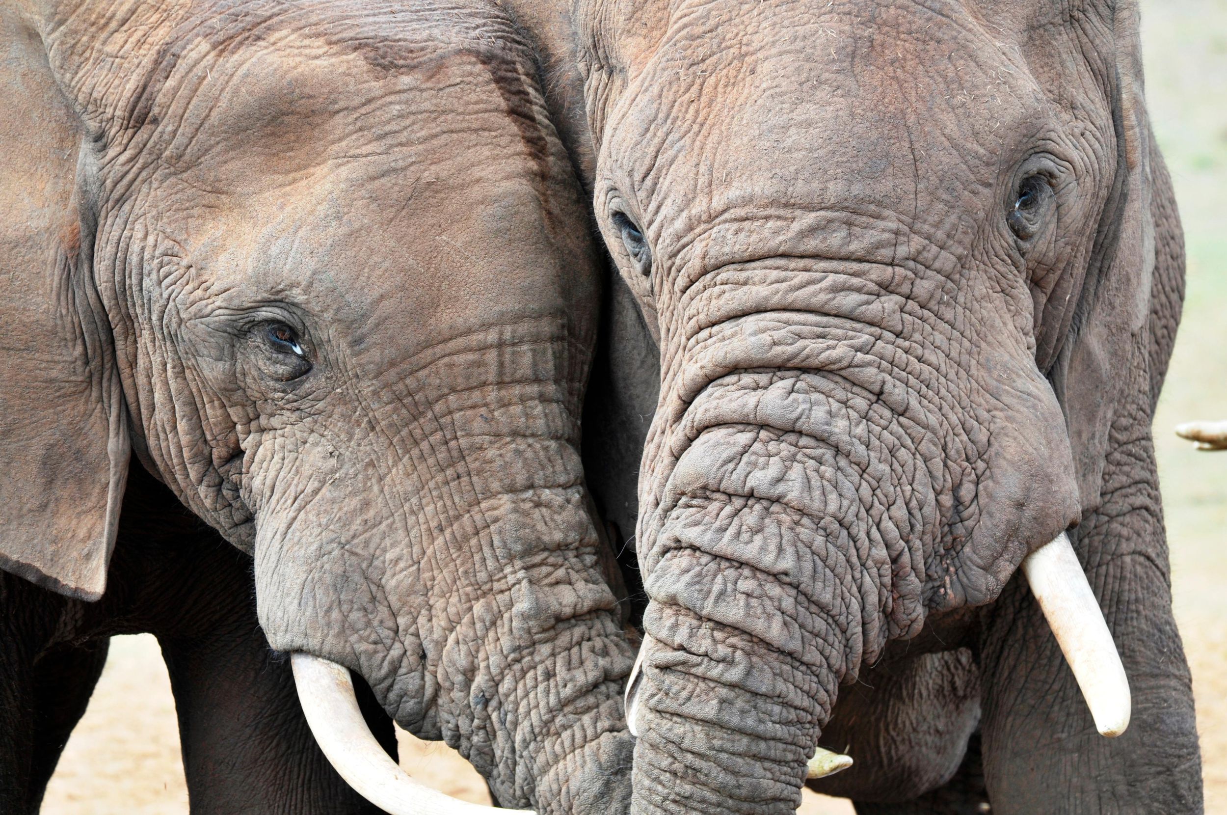 Port Elizabeth: Addo-Elefanten-Park & Flussfahrt bei Sonnenuntergang
