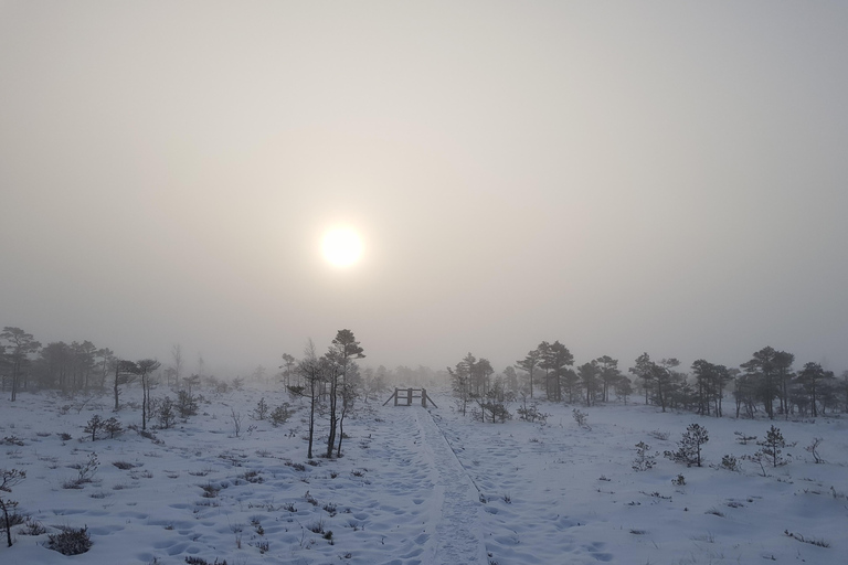 Ķemeri Great Bog With Optional Sunrise & Jūrmala Visit Ķemeri Bog Shared Small Group Tour