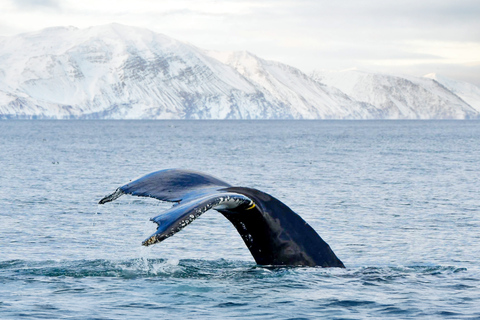Húsavík: Whale Watching Tour with Heated Indoor Seating