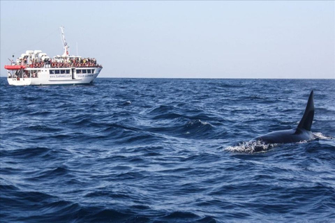 From Seville : Cetacean Adventure with Beach Day in Tarifa