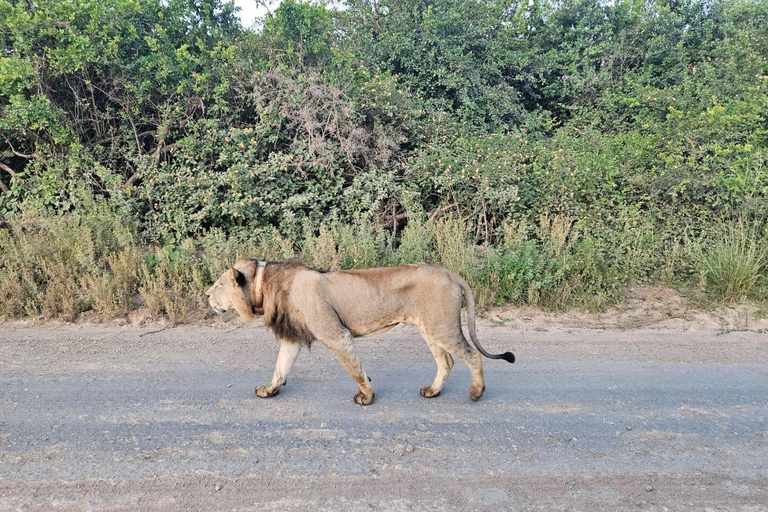 Parc national de Nairobi : promenade nocturne avec prise en charge gratuite