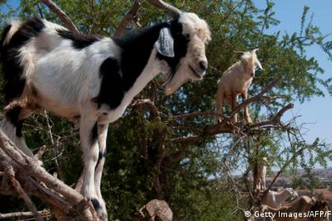 Agadir: Agafay Desert Quad Biking With Goats On The Tree