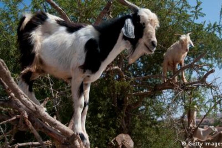 Taghazout/Agadir: Ziege auf Bäumen & Krokodilpark inklusive