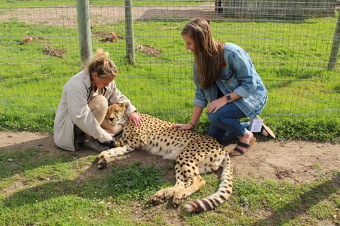 Cape Town: CHEETAH ENCOUNTER/WINE TESTING EXPERIENCE/LUNCH