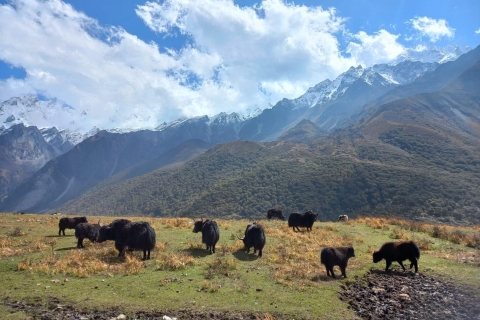 Langtang Valley Trek-7 Tage mit Unterkunft & Führer, TrägerLangtang Valley Trek - 10 Tage mit Guide, Gepäckträger und Übernachtung