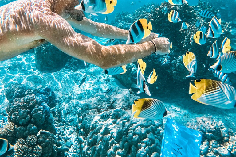 Phuket/Khao lak: Similan Islands Speed Catamaran Day Trip Speed catamaran Trip withPickup(Excludes National Park Fee)