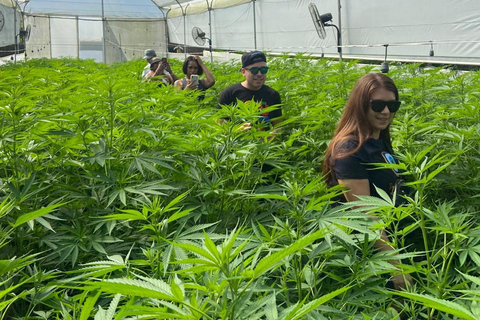 Private Medellín Cannabis Culture Tour with Lunch & Tasting