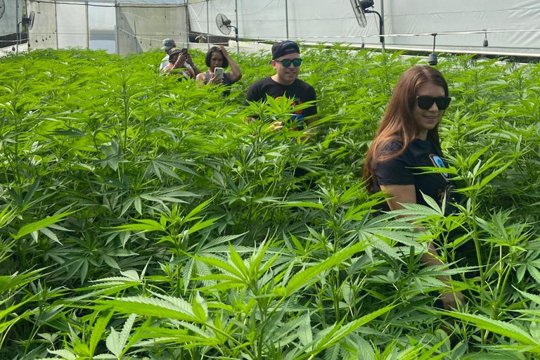 Private Medellín Cannabis Culture Tour with Lunch & Tasting