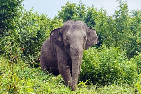 Bangkok: Railway Market, Floating Market & Elephants Tour