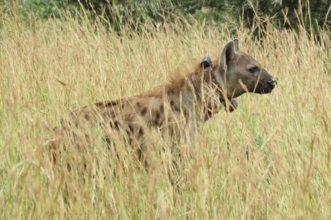 Parc des chutes de Murchison : 2 jours de safari animalier et rhinocérosParc des chutes de Murchison : 2 jours de safari animalier