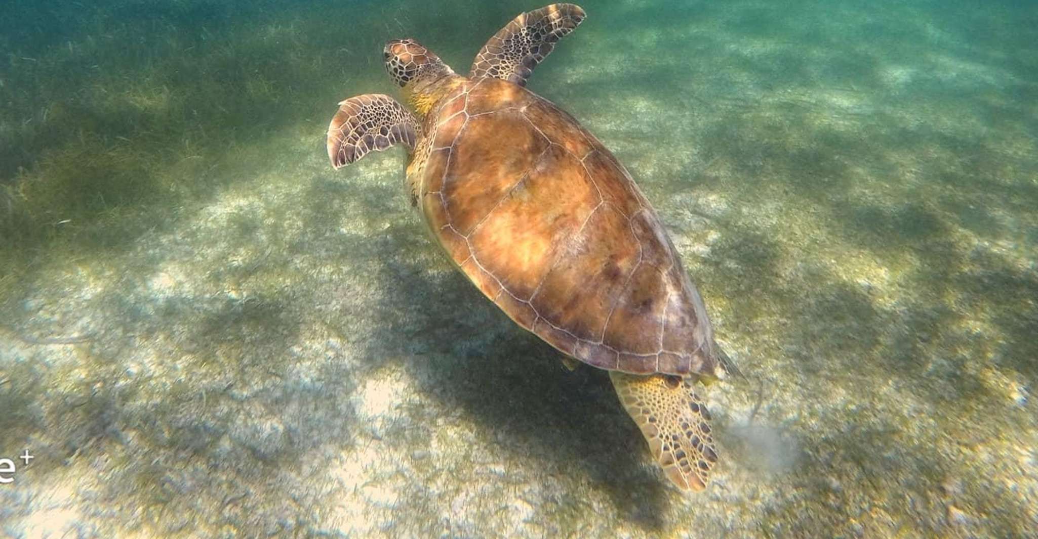 Akumal, The Turtle Snorkeling with a local guide - Housity