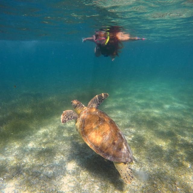 Akumal: Turtles Snorkeling with a local guide and pictures | GetYourGuide