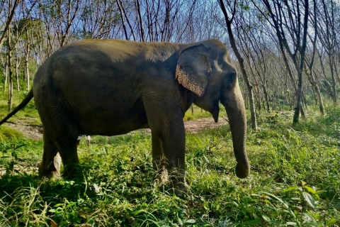 Avondtour naar Khaolak Elephant Sanctuary Gratis 1 CocktailAvondtour naar Khaolak Elephant Sanctuary bij Trefpunt