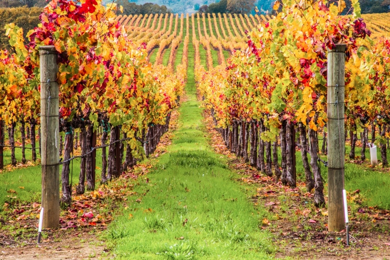 San Francisco: visite des vins de Sonoma en petit groupe avec dégustations
