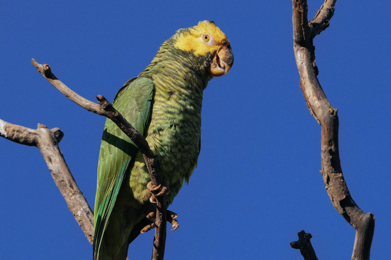 From São Paulo: 5-Day Serra da Canastra Wildlife Safari