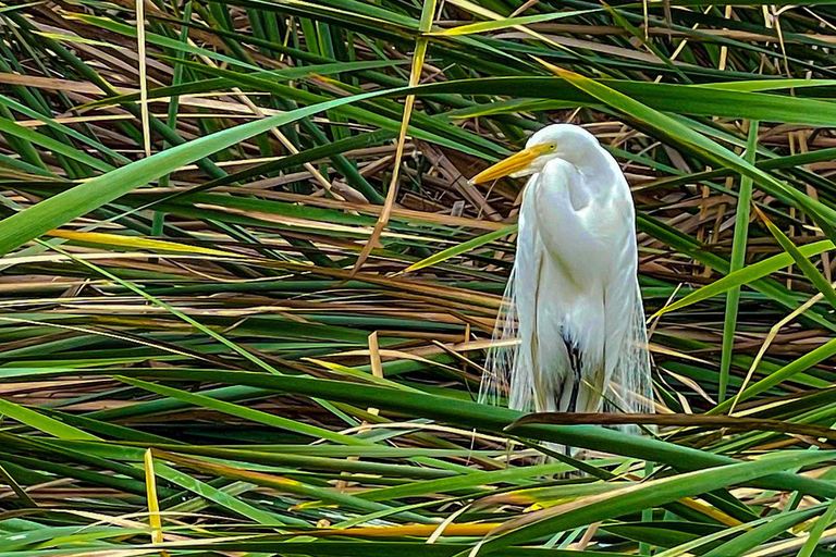 Dernier petit refuge de faune sauvage à Lima