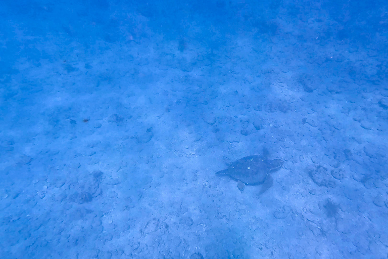 Ft Lauderdale: Combo Deal Snorkel Reefs, Kayak/SUP Mangroves