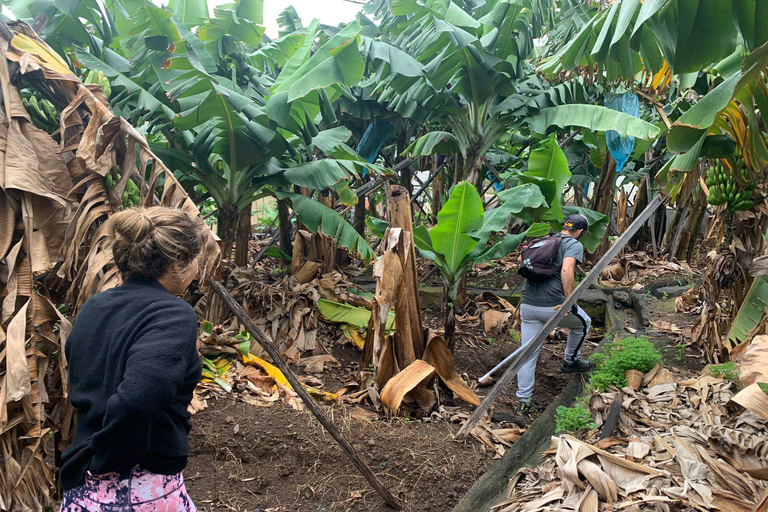 Madeira: Banana Plantation Guided Tour with Tasting