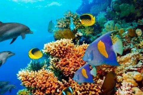 Zanzibar: Excursão aos golfinhos de Kizimkazi com natação e snorkeling