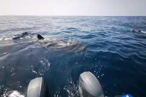 Isla Holbox: Nado con Tiburón Ballena, Todo Incluido