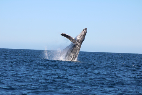 Los Cabos: Whale Watching and Safari
