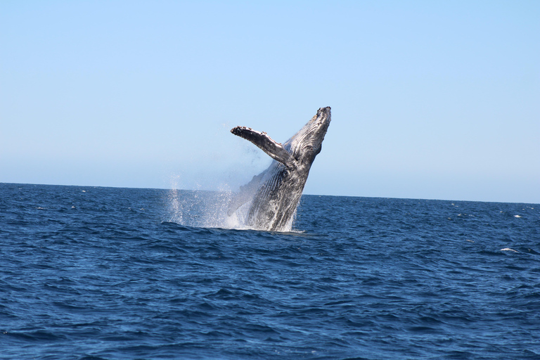 Los Cabos: Whale Watching and Safari