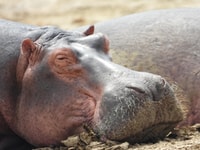 10天最好的乌干达野生动物园。 - Housity