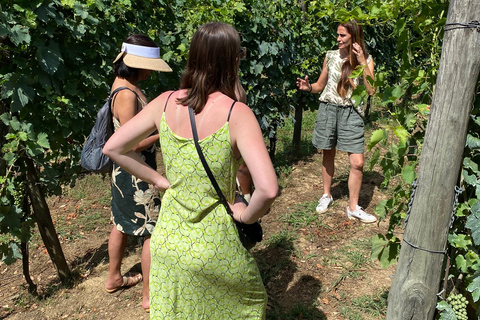 Visite des vignobles de Toscane en navette depuis Lucques