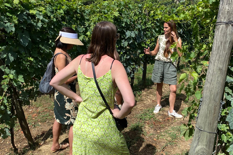 Tasting in a Vineyard with transfer from Pisa